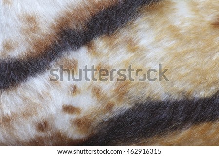 texture of tiger fur skin background