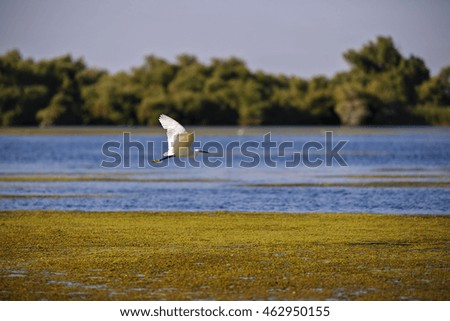 white egret in natural environment, the Danube Delta romania