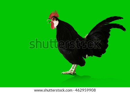 2017 new year concept,Black cockcrow on Green Screen for footage and clipping path