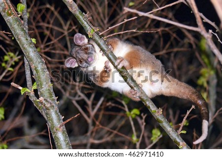 Cute and curious Australian Ringtail Possum peering down from the tree tops in a backyard in Sydney, Australia