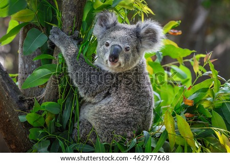 A cute of koala. Royalty-Free Stock Photo #462977668