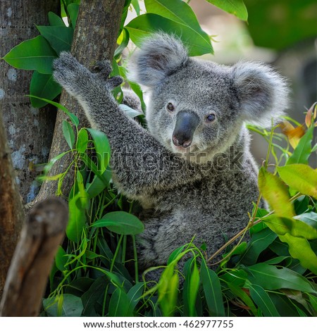 A cute of koala. Royalty-Free Stock Photo #462977755