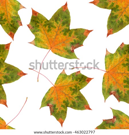 Seamless pattern, fall maple leaf red autumn white  background. Flat lay style. Background for your design. Autumn pattern. Flat lay style. 