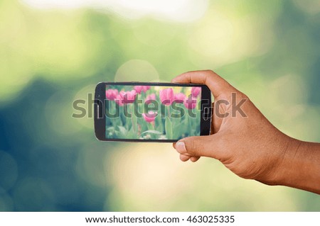 Hand holding smart phone focused on tulips flower