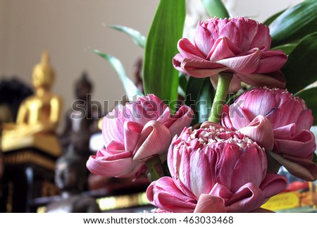 pink lotus flower for pay homage to a buddha, over light [blur and select focus background]