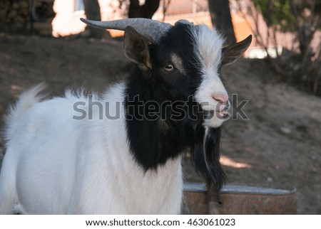Portrait of tibetan goat