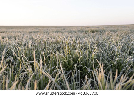  photographed close-up of green plant young wheat in the morning after a frost, a small depth of field