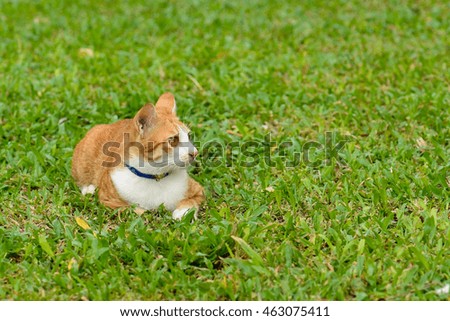 Portrait of orange cat on green grass background