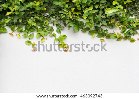green creeper on white concrete wall free copy space for text 
