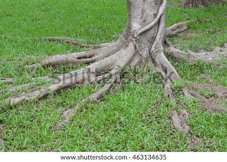 Amazing Tree Roots in the nature.