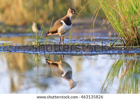 Northern lapwing young bird reflection in water