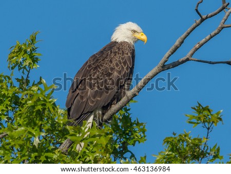 A bald eagle sits high atop a tree in Delaware.