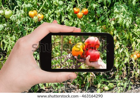 gardening concept - gardener photographs harvesting of tomatoes in vegetable garden on smartphone