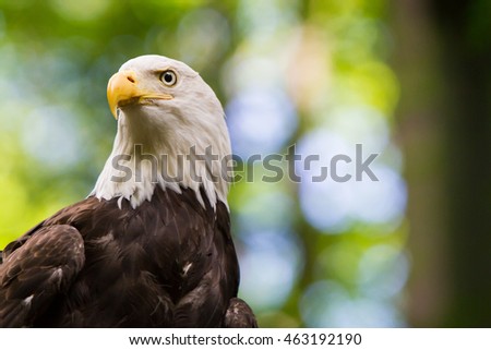 Bald Eagle Looking Over His shoulder -  Green Bokeh Background 