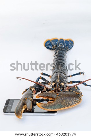 Lobster with the phone on white background.