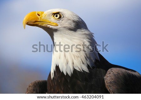 Bald eagle horizontal profile