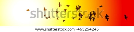 silhouette of a flying flock of birds at sunset. Vector