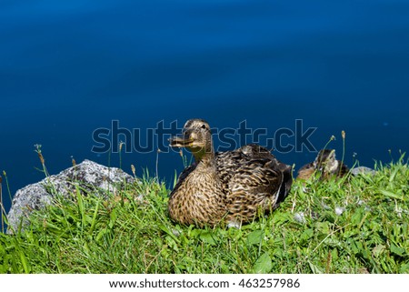Ducks on green grass. Duck and drake have a rest on a green bright grass