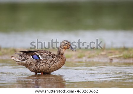 A female Mallard (Anas platyrhynchos) stood horizontal, facing right, in water, against a blurred natural background, UK