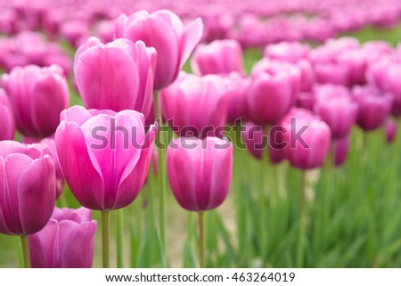 Close-up of pink tulips in a field of pink tulips 
 Royalty-Free Stock Photo #463264019
