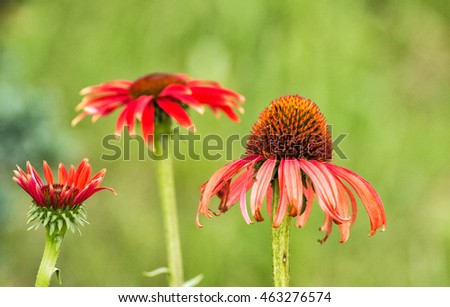 Red flowers on a green meadow. Flowers in bloom, withered and immature gerberas.
Young, adult and old, all in one picture.
