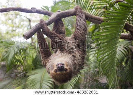 Young Hoffmann's two-toed sloth (Choloepus hoffmanni) on the tree Royalty-Free Stock Photo #463282031