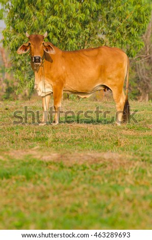 A brown cow standing in the field and looking at the camera. Selective Focus.