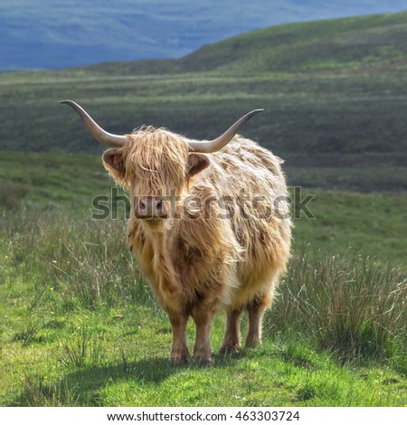 Highlander Cow Among Green Mountainous Pastures