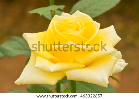 Roses in the garden (Cut-flower type)