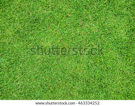 grass texture nature background