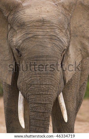 Close up shot of the head of a male African elephant