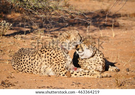 Two cheetahs with tracking collars in Okonjima Game Reserve in Namibia Africa. Okonjima is a wildlife reserve which rescues and rehabilitate African carnivores.