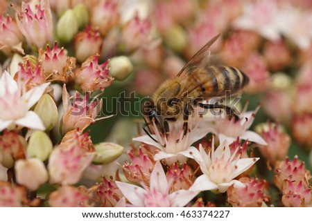 Macro side view of one individual Caucasian bees collect nectar and pollen from pink inflorescences Sedum                               
