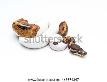 piebald ball python on white background