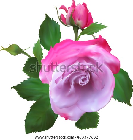 illustration with single pink rose flower isolated on white background