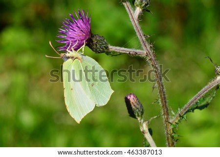 Beautiful weed thistle butterfly on a purple flower in the light of the morning sun