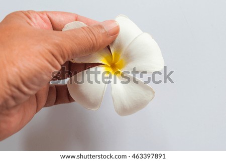 A beautiful plumeria flower blooming holding with left hand a new texture background , a flower representation for spa services