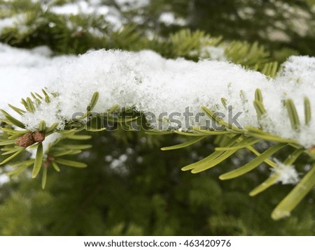 Branch of fir-tree with snow (Shot on iPhone 6)