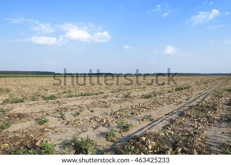  agricultural field where harvesting and onions, close up
