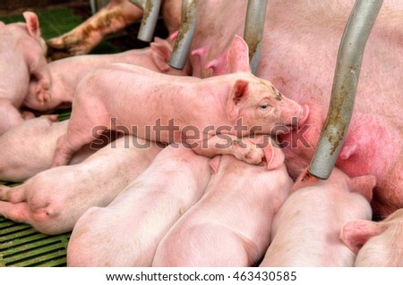 Small and funny pink piglet in a pigpen