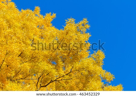 Vibrant fall yellow golden tree foliage on blue sky