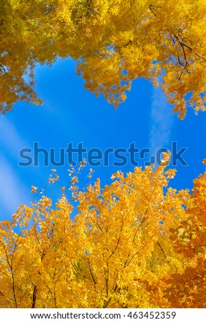 Vibrant fall yellow golden tree foliage on blue sky frame