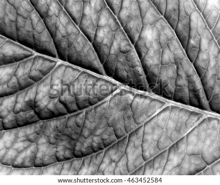 Abstract black and white leaf texture. Natural background and texture for design.