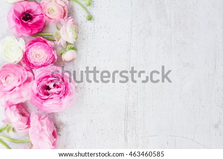 Pink and white ranunculus fresh flowers on aged white wooden desktop with copy space