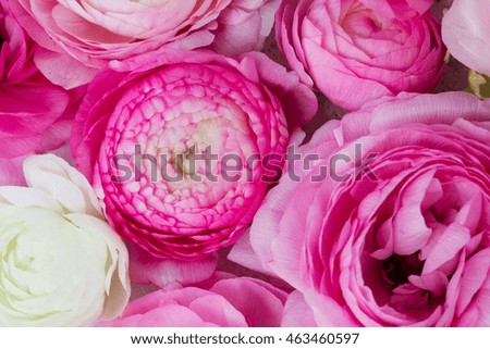 Pink and white ranunculus flowers buds close up background