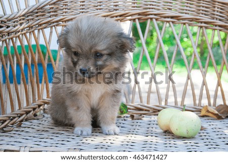 Small brown puppy sitting on the chair