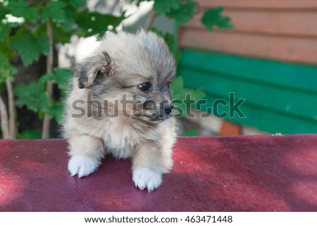 Small brown puppy