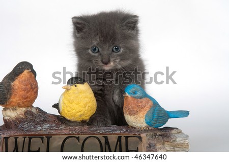 Cute gray kitten investigates birds on welcome sign