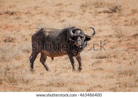An African Buffalo bull standing in Southern African savanna