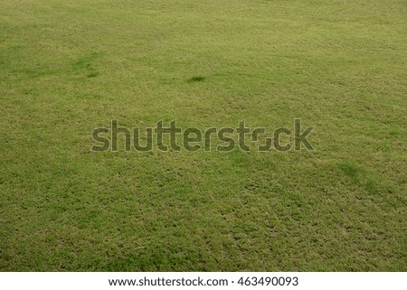 green grasses texture backgrounds